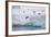 Adelie Penguins-DLILLC-Framed Photographic Print