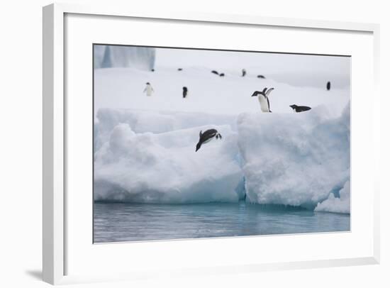 Adelie Penguins-DLILLC-Framed Photographic Print