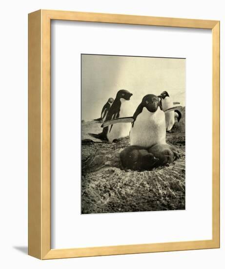 'Adelie Trying to Mother a Couple of Well-Grown Strangers', c1908, (1909)-Unknown-Framed Photographic Print