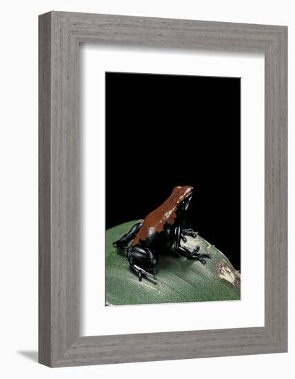 Adelphobates Galactonotus (Splash-Backed Poison Frog)-Paul Starosta-Framed Photographic Print