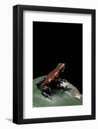 Adelphobates Galactonotus (Splash-Backed Poison Frog)-Paul Starosta-Framed Photographic Print