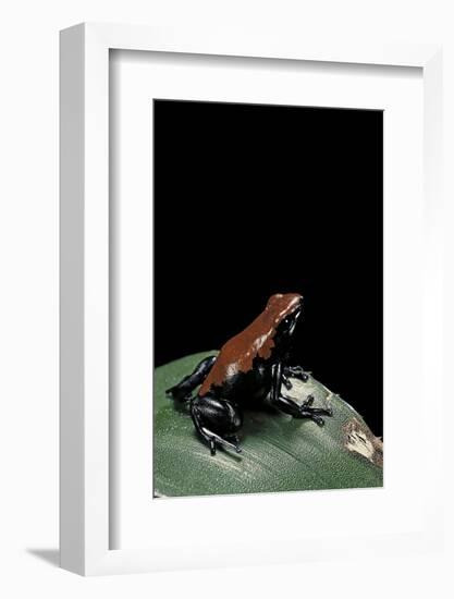 Adelphobates Galactonotus (Splash-Backed Poison Frog)-Paul Starosta-Framed Photographic Print