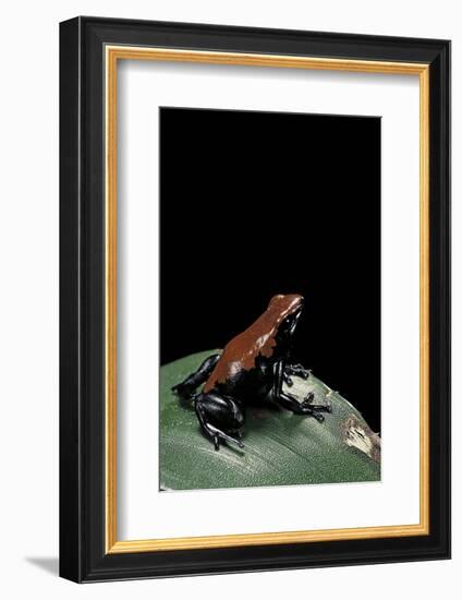 Adelphobates Galactonotus (Splash-Backed Poison Frog)-Paul Starosta-Framed Photographic Print