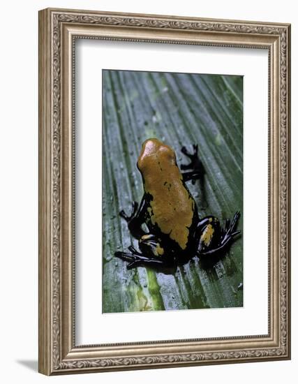 Adelphobates Galactonotus (Splash-Backed Poison Frog)-Paul Starosta-Framed Photographic Print