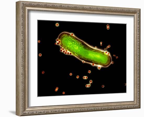 Adenovirus Particles And Bacterium, TEM-Hazel Appleton-Framed Photographic Print