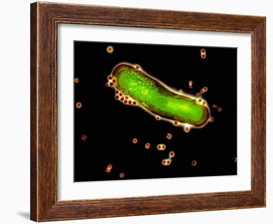 Adenovirus Particles And Bacterium, TEM-Hazel Appleton-Framed Photographic Print