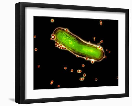 Adenovirus Particles And Bacterium, TEM-Hazel Appleton-Framed Photographic Print