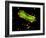 Adenovirus Particles And Bacterium, TEM-Hazel Appleton-Framed Photographic Print