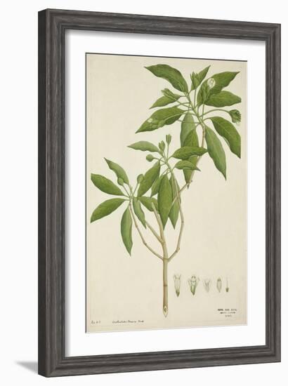 Adhatoda Vasica Nees, 1800-10--Framed Giclee Print