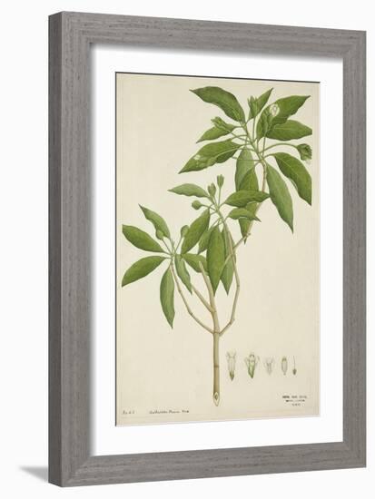 Adhatoda Vasica Nees, 1800-10-null-Framed Giclee Print