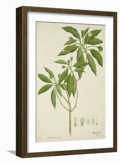 Adhatoda Vasica Nees, 1800-10--Framed Giclee Print