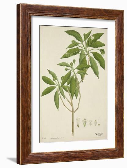 Adhatoda Vasica Nees, 1800-10-null-Framed Giclee Print