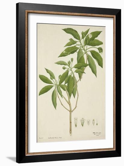 Adhatoda Vasica Nees, 1800-10-null-Framed Giclee Print