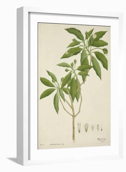 Adhatoda Vasica Nees, 1800-10-null-Framed Giclee Print