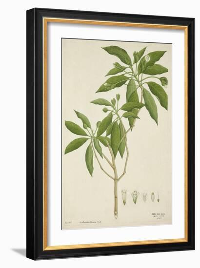 Adhatoda Vasica Nees, 1800-10-null-Framed Giclee Print