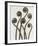 Adiantum Pedatum, Hair Fern-Karl Blossfeldt-Framed Art Print