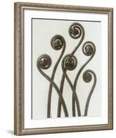 Adiantum Pedatum, Hair Fern-Karl Blossfeldt-Framed Art Print