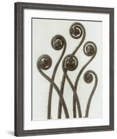 Adiantum Pedatum, Hair Fern-Karl Blossfeldt-Framed Art Print