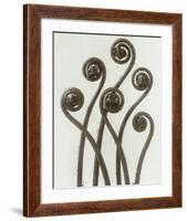 Adiantum Pedatum, Hair Fern-Karl Blossfeldt-Framed Art Print