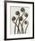 Adiantum Pedatum, Hair Fern-Karl Blossfeldt-Framed Art Print