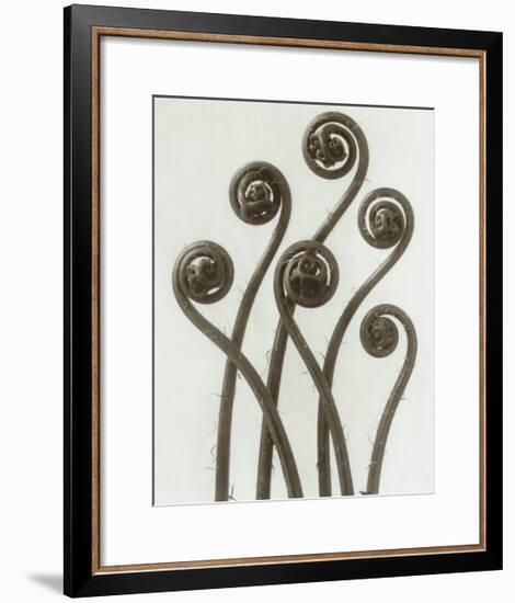 Adiantum Pedatum, Hair Fern-Karl Blossfeldt-Framed Art Print