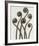 Adiantum Pedatum, Hair Fern-Karl Blossfeldt-Framed Art Print