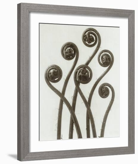 Adiantum Pedatum, Hair Fern-Karl Blossfeldt-Framed Art Print