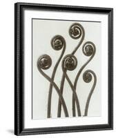 Adiantum Pedatum, Hair Fern-Karl Blossfeldt-Framed Art Print