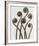 Adiantum Pedatum, Hair Fern-Karl Blossfeldt-Framed Art Print