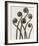 Adiantum Pedatum, Hair Fern-Karl Blossfeldt-Framed Art Print