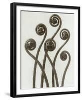 Adiantum Pedatum, Hair Fern-Karl Blossfeldt-Framed Art Print
