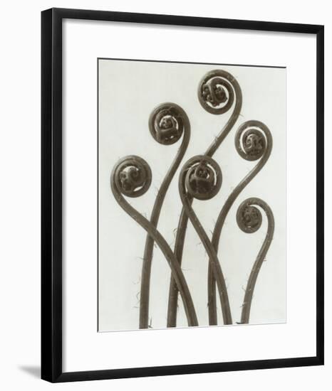 Adiantum Pedatum, Hair Fern-Karl Blossfeldt-Framed Art Print