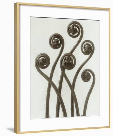 Adiantum Pedatum, Hair Fern-Karl Blossfeldt-Framed Art Print