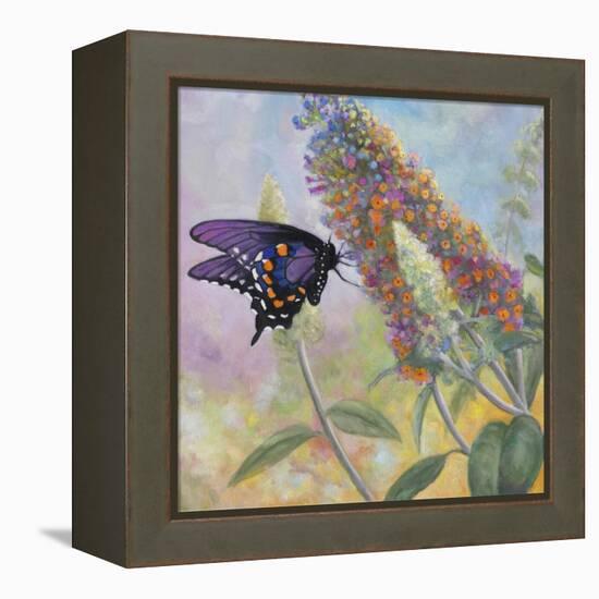 Admiral Butterfly-John Zaccheo-Framed Premier Image Canvas