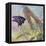 Admiral Butterfly-John Zaccheo-Framed Premier Image Canvas