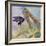 Admiral Butterfly-John Zaccheo-Framed Giclee Print