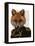 Admiral Fox Portrait-Fab Funky-Framed Stretched Canvas