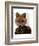 Admiral Fox Portrait-Fab Funky-Framed Art Print