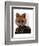 Admiral Fox Portrait-Fab Funky-Framed Art Print