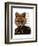 Admiral Fox Portrait-Fab Funky-Framed Art Print