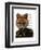 Admiral Fox Portrait-Fab Funky-Framed Art Print