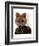 Admiral Fox Portrait-Fab Funky-Framed Art Print