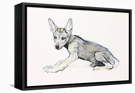 Adolescent Arabian Wolf Pup, 2009-Mark Adlington-Framed Premier Image Canvas