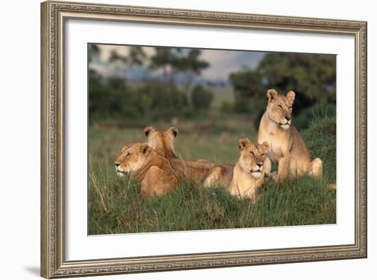 Adolescent Lions in Grass-DLILLC-Framed Photographic Print