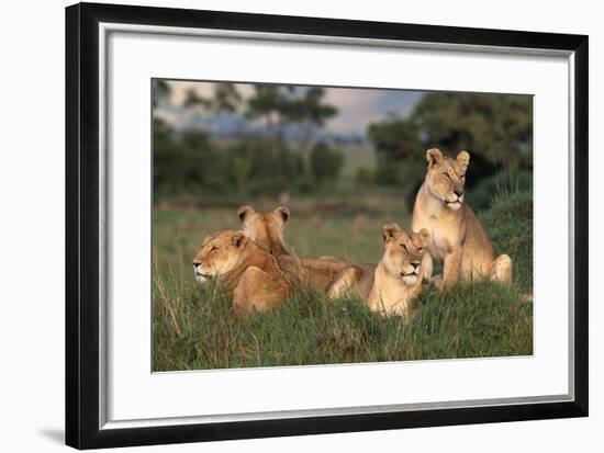 Adolescent Lions in Grass-DLILLC-Framed Photographic Print