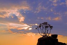 Africa, Southern Africa, Namibia, Karas Region, Succulent, Quiver Tree,-Adolf Martens-Framed Photographic Print