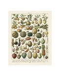 Fruits I-Adolphe Millot-Art Print