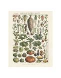Legumes II-Adolphe Millot-Art Print