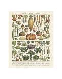 Legumes II-Adolphe Millot-Art Print