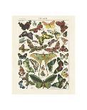 Insectes I-Adolphe Millot-Art Print